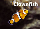 Memory Game - Sea Life